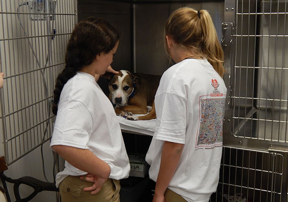 Career Day At Buckhaven Veterinary Clinic Vet Set Go veterinarian-salary-november-2023